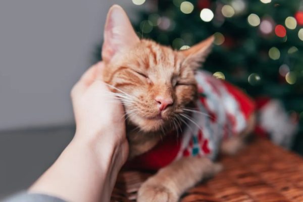 Orange cat christmas ornament